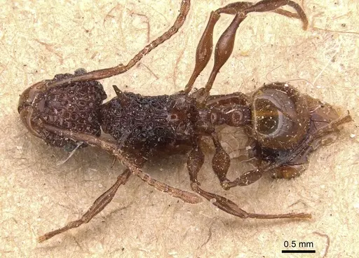 Acanthomyrmex ferox - CASENT0904703