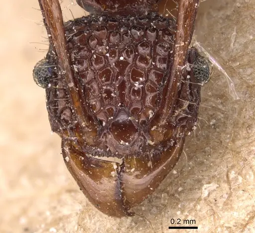 Acanthomyrmex ferox - CASENT0904703