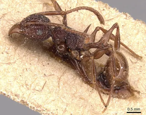 Acanthomyrmex ferox - CASENT0904703