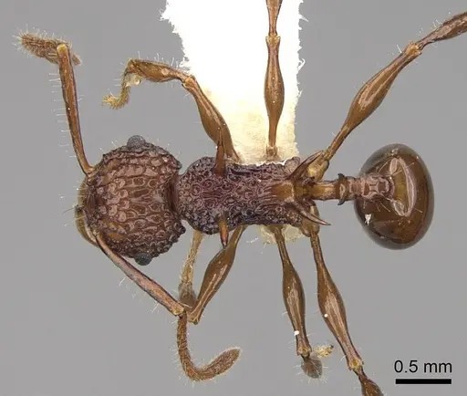 Acanthomyrmex ferox - CASENT0922953