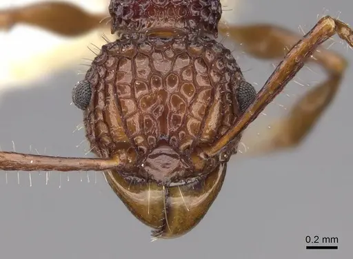 Acanthomyrmex ferox - CASENT0922953