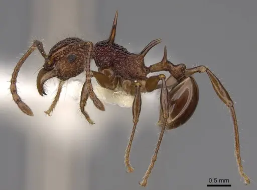 Acanthomyrmex ferox - CASENT0922953