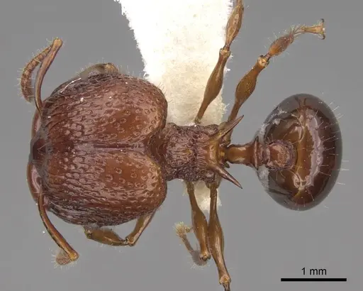 Acanthomyrmex ferox - CASENT0922954