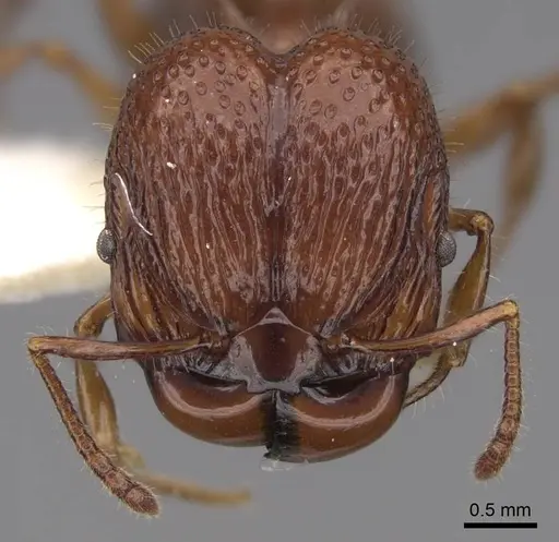 Acanthomyrmex ferox - CASENT0922954