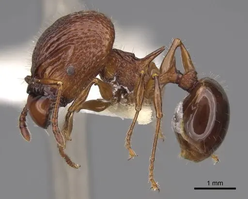 Acanthomyrmex ferox - CASENT0922954