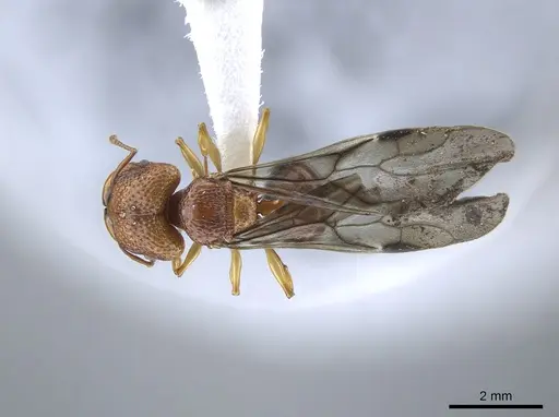 Acanthomyrmex glabfemoralis specimen