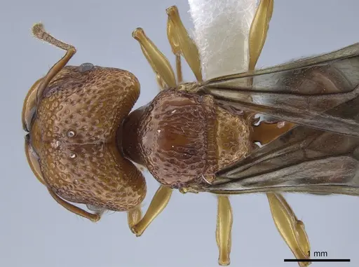 Acanthomyrmex glabfemoralis specimen