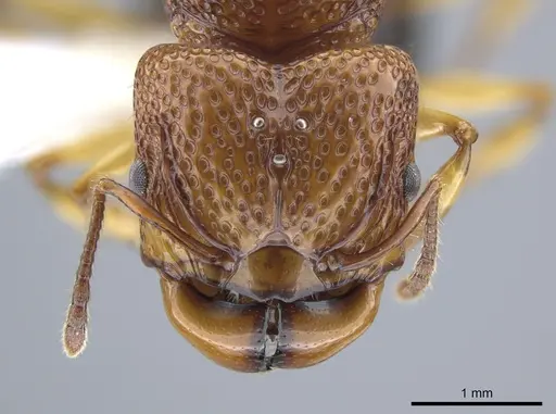 Acanthomyrmex glabfemoralis specimen
