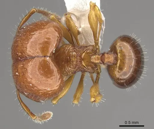 Acanthomyrmex humilis specimen