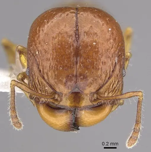 Acanthomyrmex humilis specimen