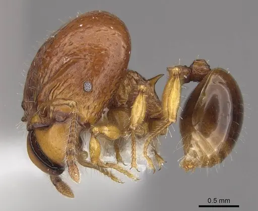Acanthomyrmex humilis specimen