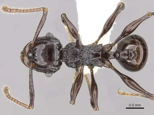 Acanthomyrmex laevis specimen
