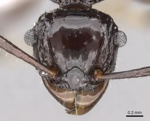 Acanthomyrmex laevis specimen