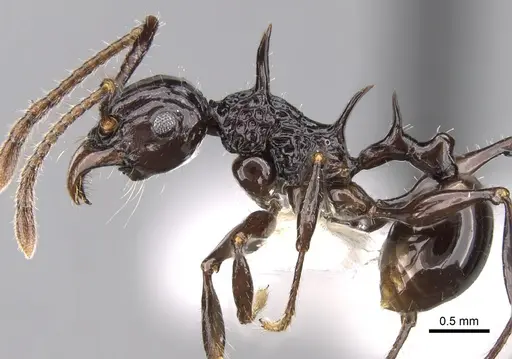 Acanthomyrmex laevis specimen