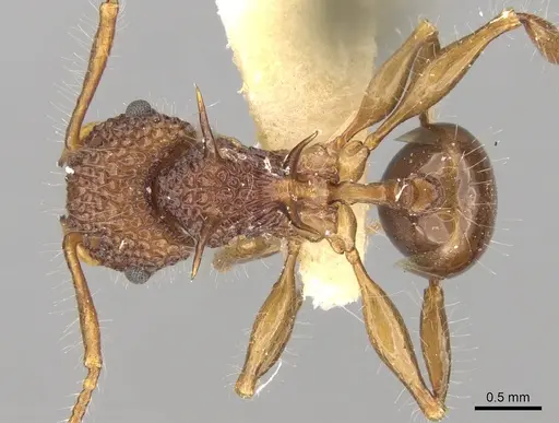 Acanthomyrmex luciolae specimen
