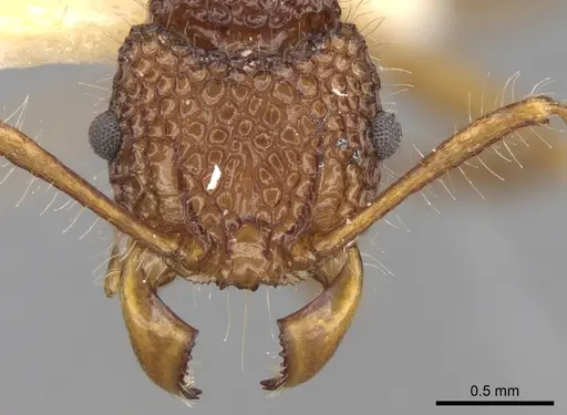 Acanthomyrmex luciolae specimen