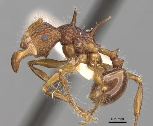 Acanthomyrmex luciolae specimen