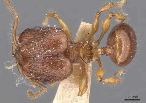 Acanthomyrmex luciolae - CASENT0904701