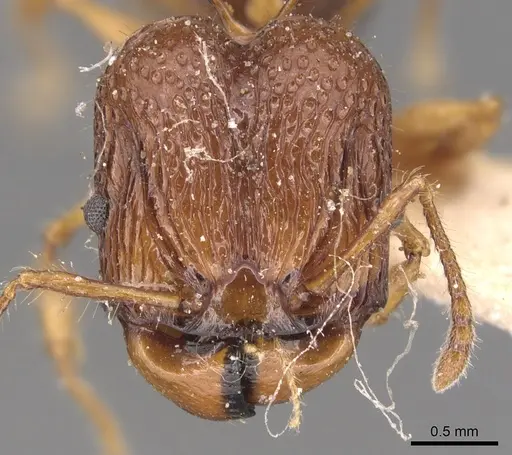 Acanthomyrmex luciolae - CASENT0904701