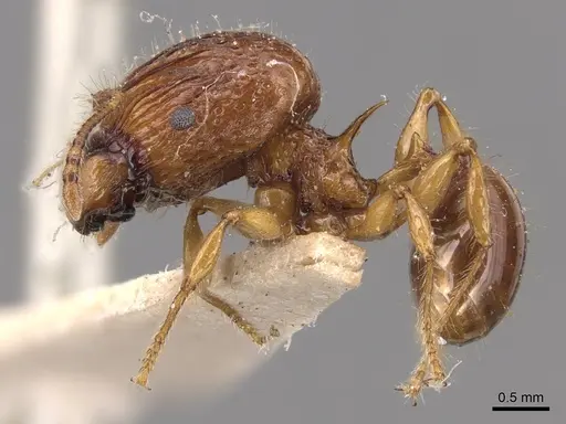 Acanthomyrmex luciolae - CASENT0904701