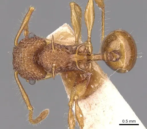 Acanthomyrmex luciolae - CASENT0904702