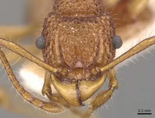 Acanthomyrmex luciolae - CASENT0904702