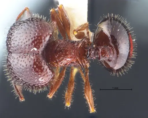 Acanthomyrmex malikuli specimen
