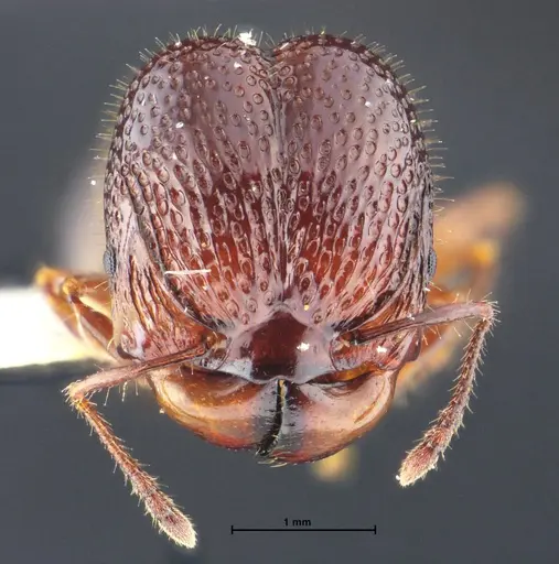 Acanthomyrmex malikuli specimen