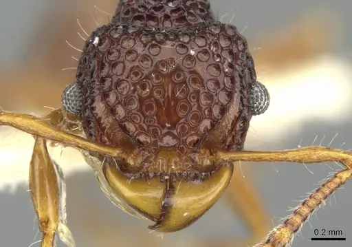 Acanthomyrmex mindanao specimen