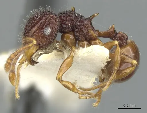 Acanthomyrmex mindanao specimen