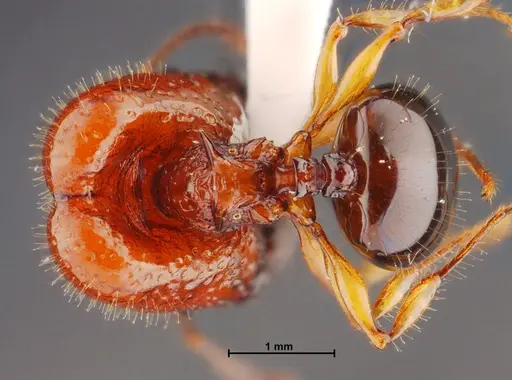 Acanthomyrmex mizunoi specimen