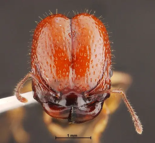 Acanthomyrmex mizunoi specimen