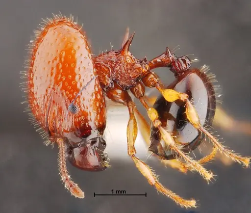 Acanthomyrmex mizunoi specimen