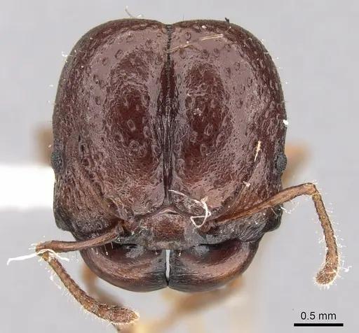 Acanthomyrmex notabilis specimen