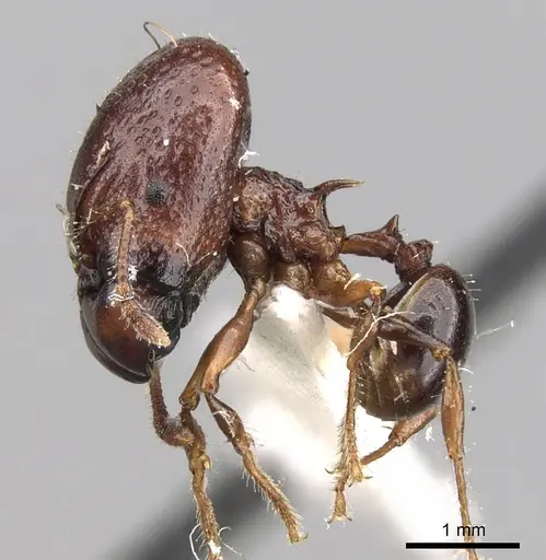 Acanthomyrmex notabilis specimen