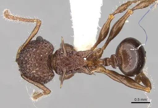 Acanthomyrmex notabilis - CASENT0281790