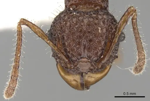 Acanthomyrmex notabilis - CASENT0281790