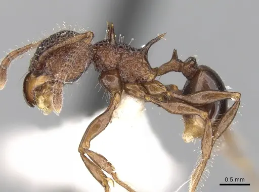 Acanthomyrmex notabilis - CASENT0281790