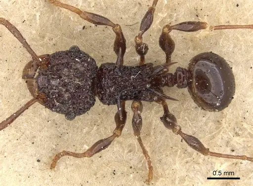 Acanthomyrmex notabilis - CASENT0901376