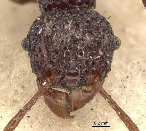 Acanthomyrmex notabilis - CASENT0901376