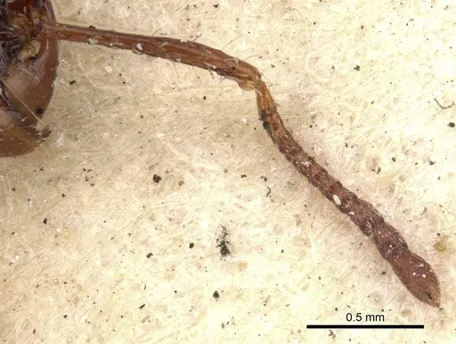 Acanthomyrmex notabilis - CASENT0901376