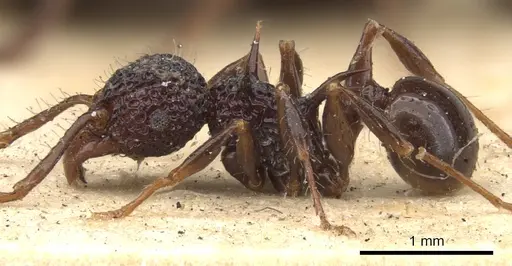 Acanthomyrmex notabilis - CASENT0901376