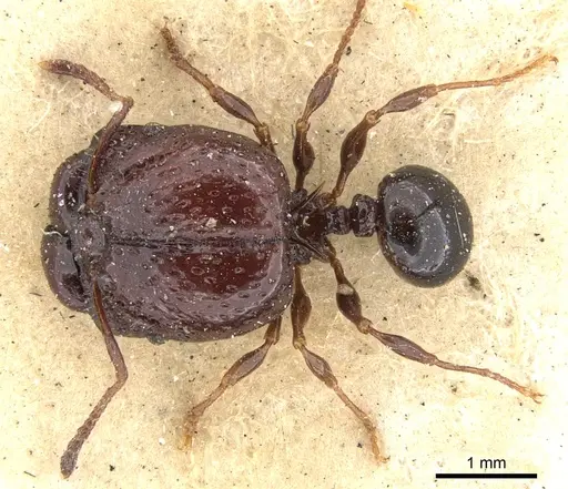 Acanthomyrmex notabilis - CASENT0901377