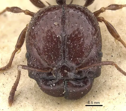 Acanthomyrmex notabilis - CASENT0901377