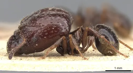 Acanthomyrmex notabilis - CASENT0901377