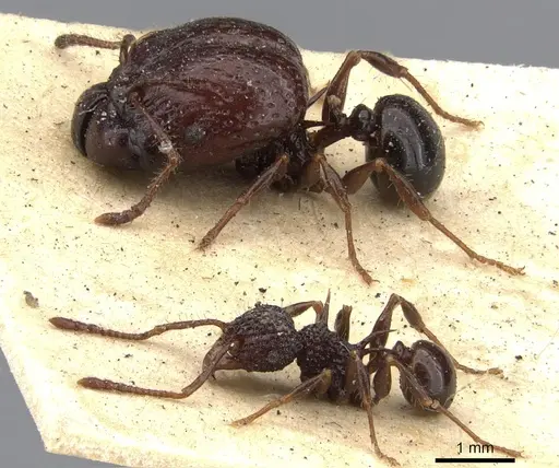 Acanthomyrmex notabilis - CASENT0901377