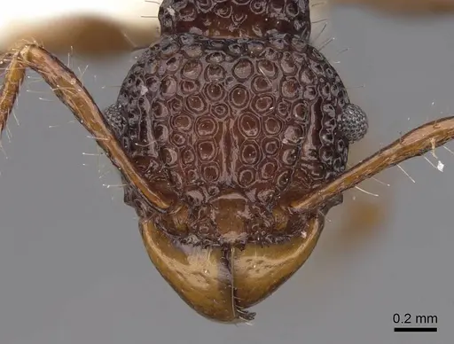 Acanthomyrmex notabilis - CASENT0922955