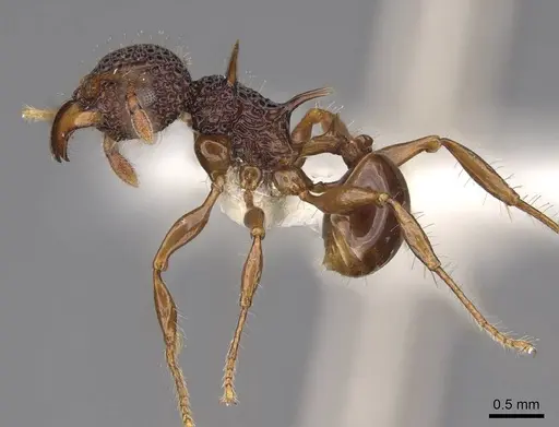 Acanthomyrmex notabilis - CASENT0922955