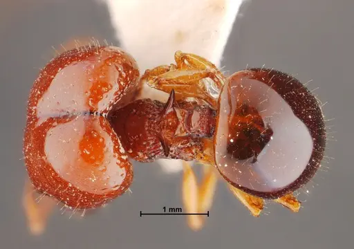 Acanthomyrmex thailandensis specimen