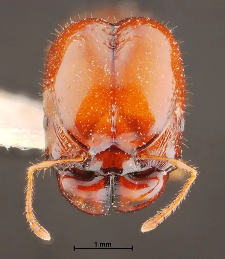 Acanthomyrmex thailandensis specimen